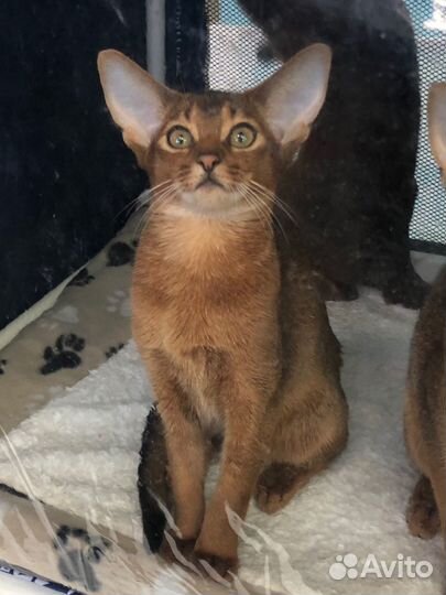 Солнце в дом