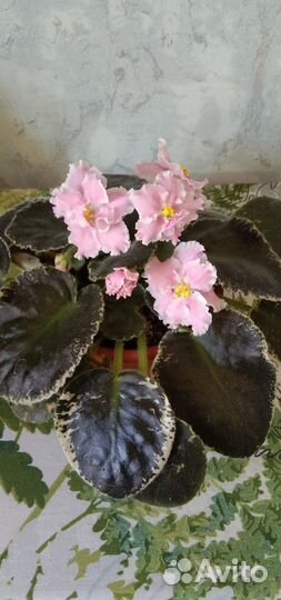 Листики фиалки на срез