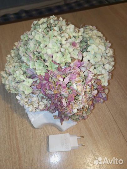 Гортензия сухоцвет для творчества