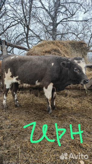 Бык. Бычки. Телята. С доставкой