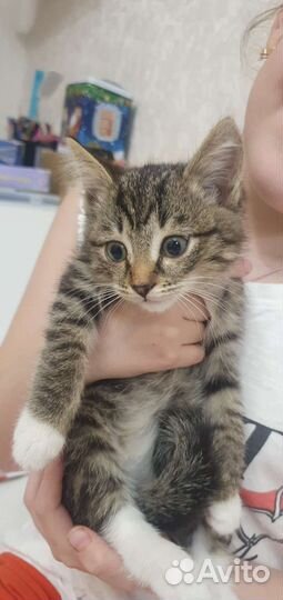 Котик в добрые руки