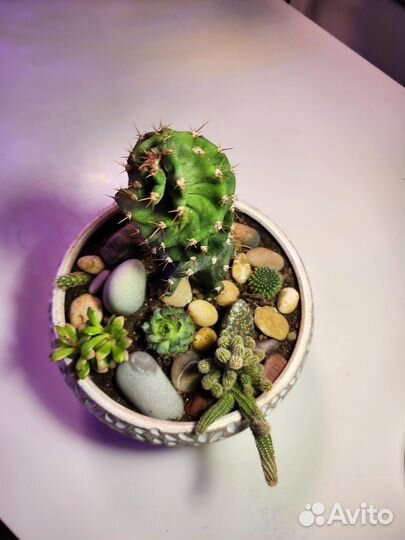 Подарочная композиция из кактусов, суккулентов