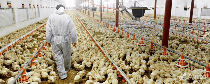 Разнорабочий на птицефабрику