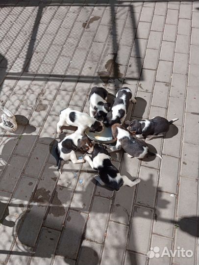 Эстонская гончая щенки