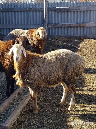 Бараны курдючные