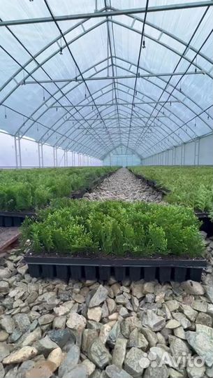 Туя в касетах