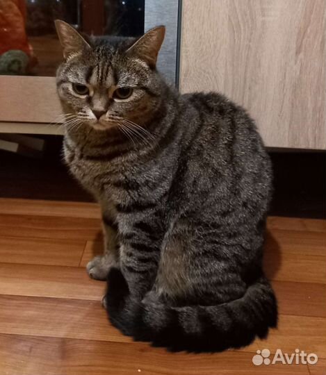 Кошка 1,5 года