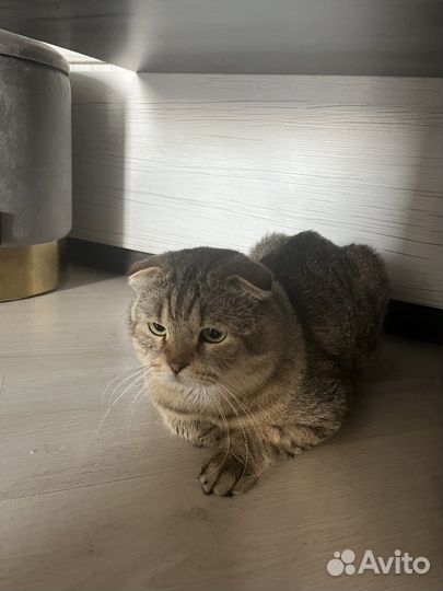 Отдам молодого котика в хорошие руки