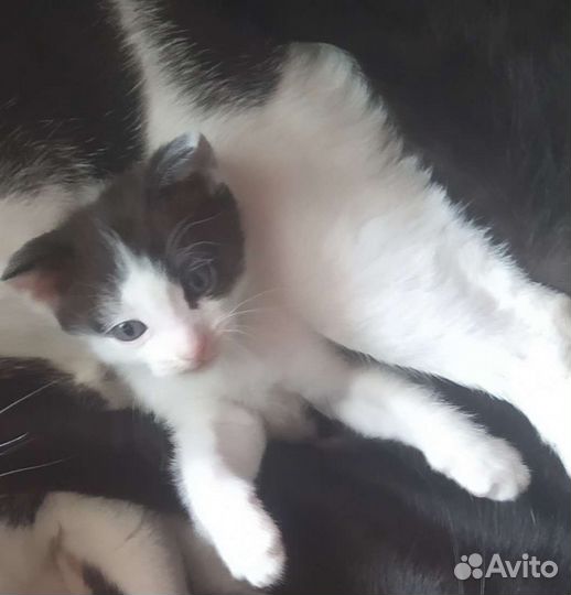 Кот в дар бесплатно