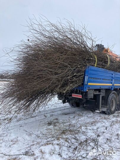 Спил деревьев