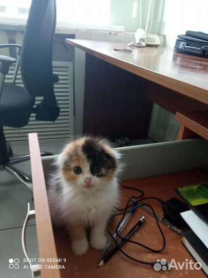 Кошка в дар бесплатно