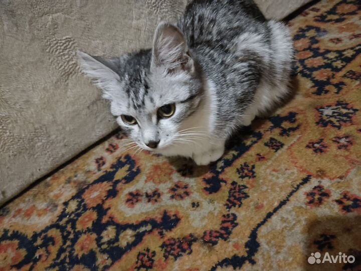 Найдена кошка