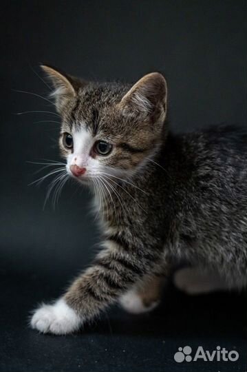 Котенок Крис