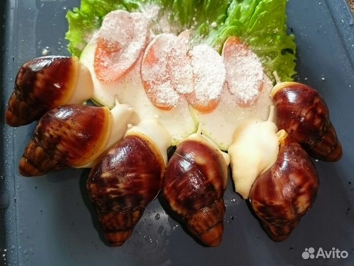 Улитки архахатины Бенин