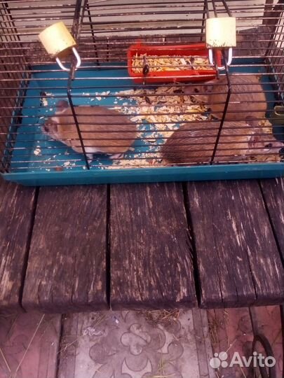 Иглистые мыши