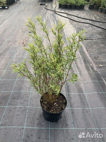 Ива красная нана