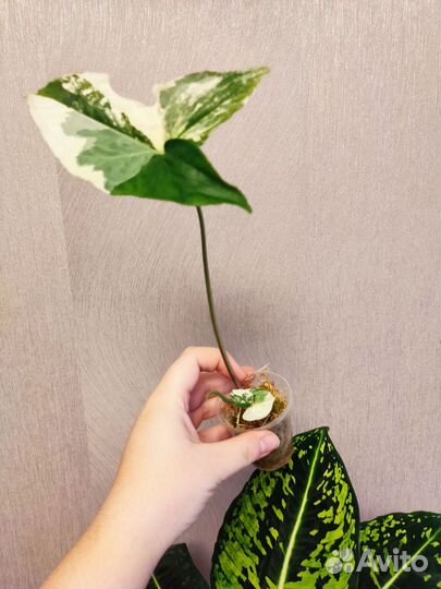 Филодендрон вайт визард