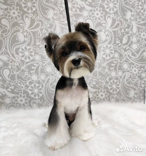 Стрижка собак