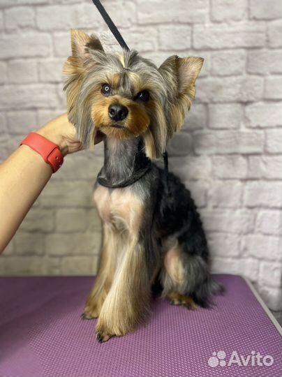 Стрижка собак, груминг, грумер в Энгельсе