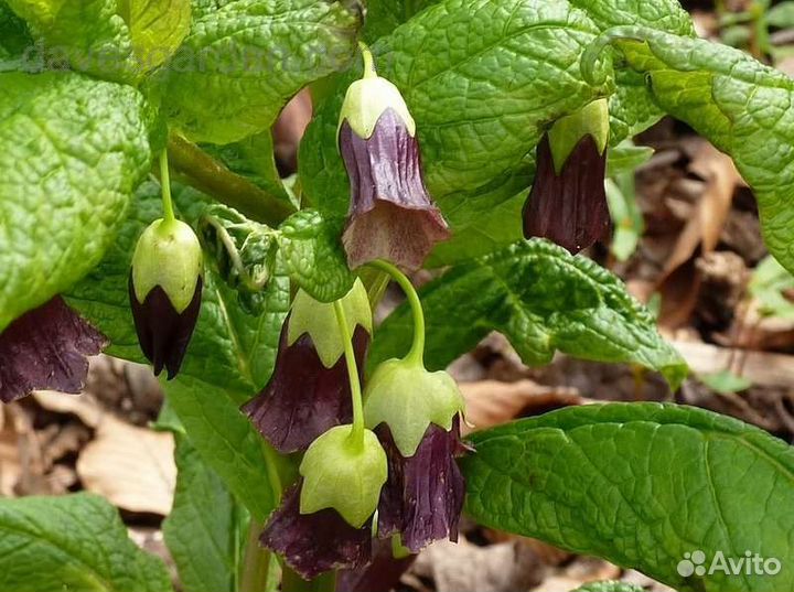 Мандрагора Саженцы