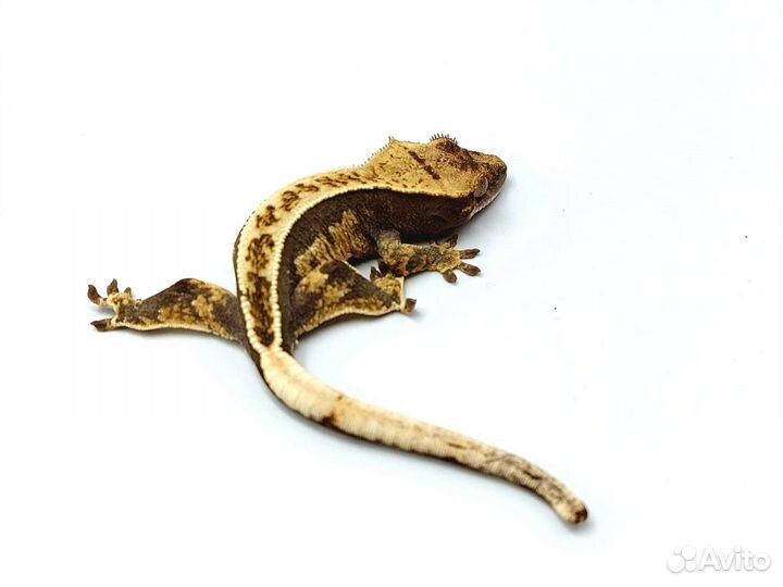 Реснитчатый бананоед