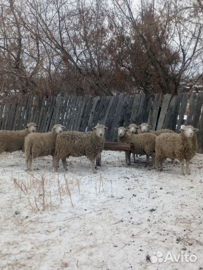 Овцы бараны