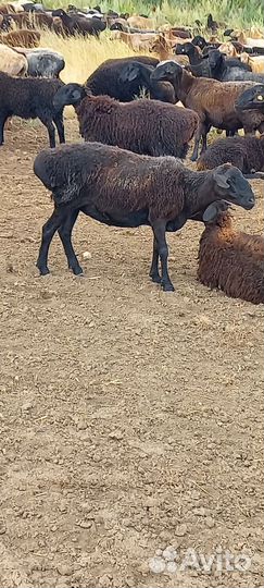 Бараны ягнята девочки для разведения