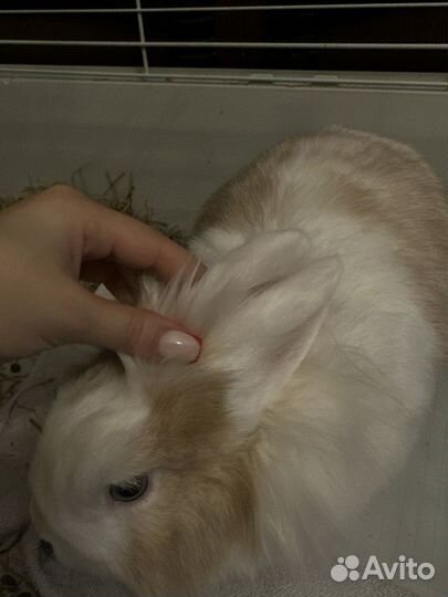 Кролик для вязки