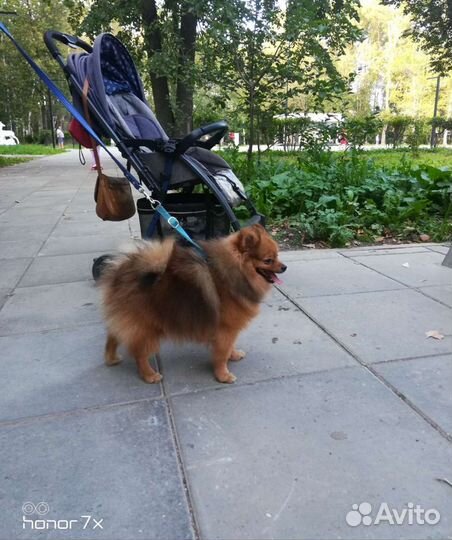 Шпиц вязка