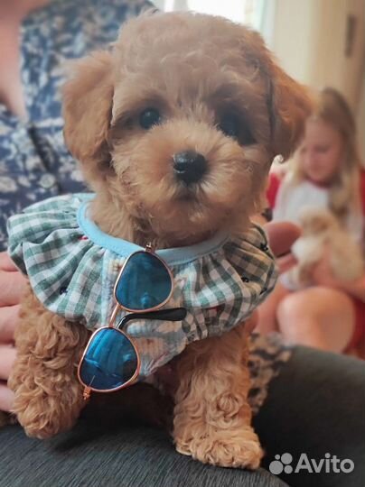 Мальтипушка