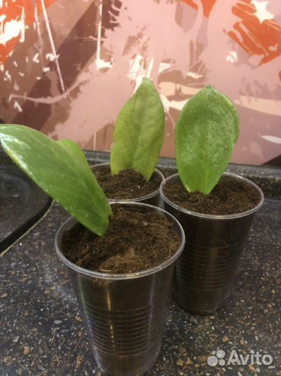 Замиокулькас