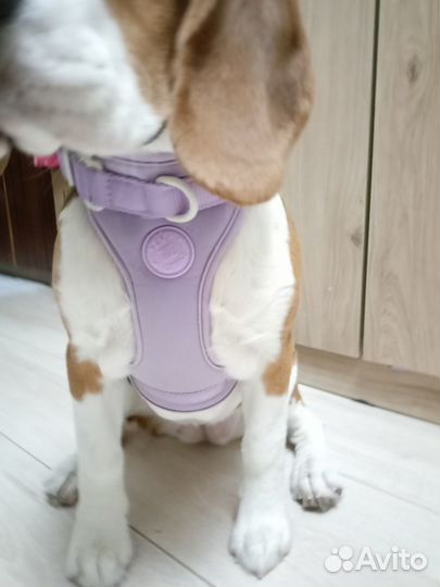 Прогулочная шлейка