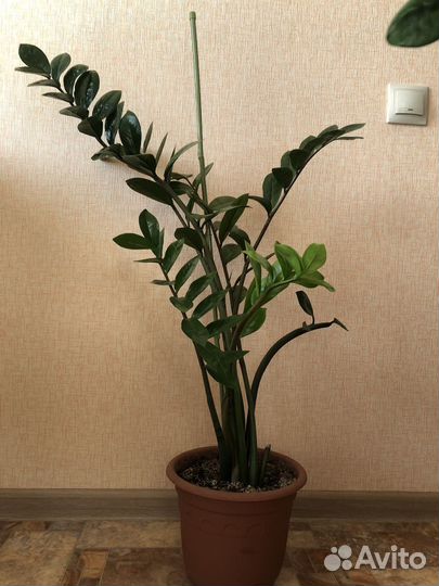 Замиокулькас