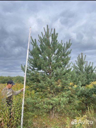 Сосна обыкновенная
