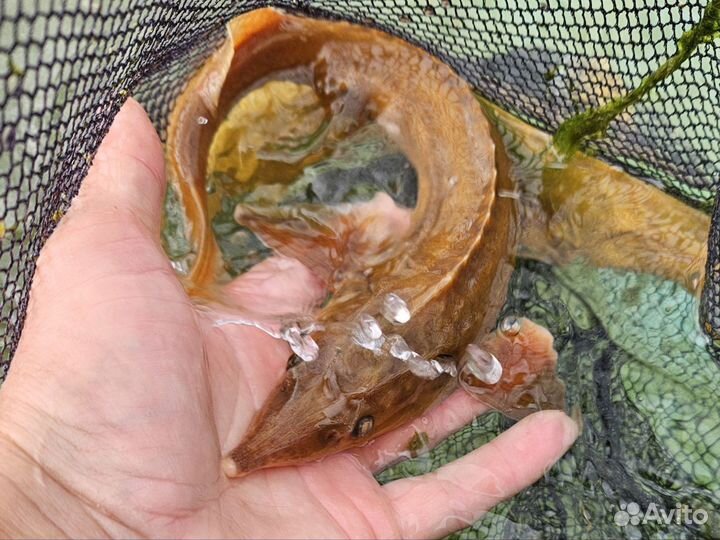 Бестер альбинос