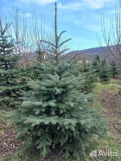 Ель Голубая