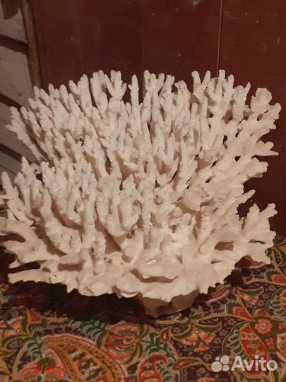 Коралл океанический болшой