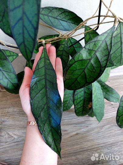 Хойя (3 часть )