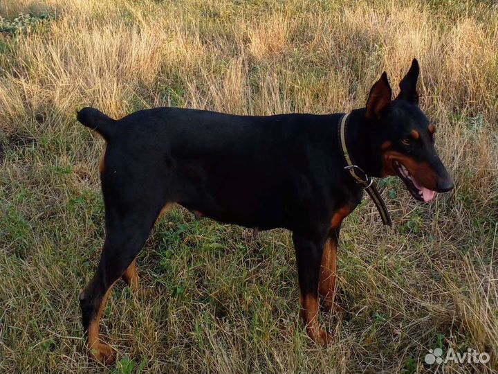 Щенки добермана