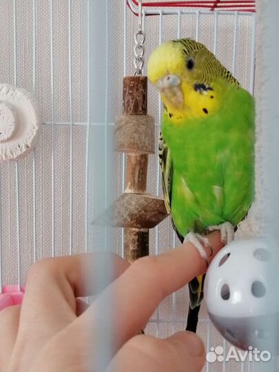 Передержка домашних животных