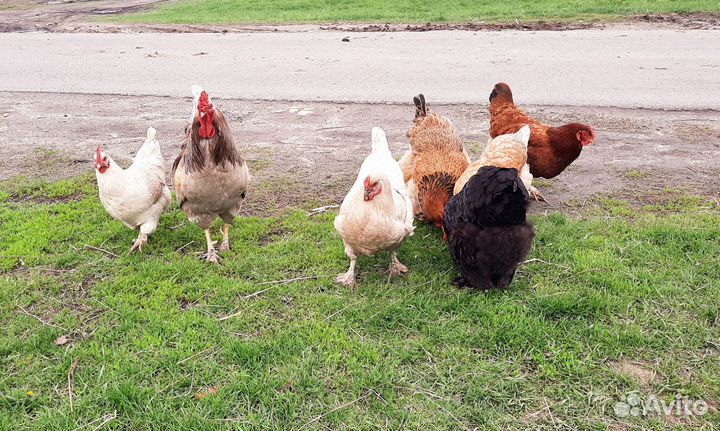 Домашние куриные яйца