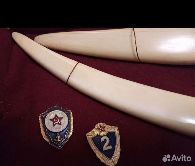 Клык,бивень, панно,За дальний поход 