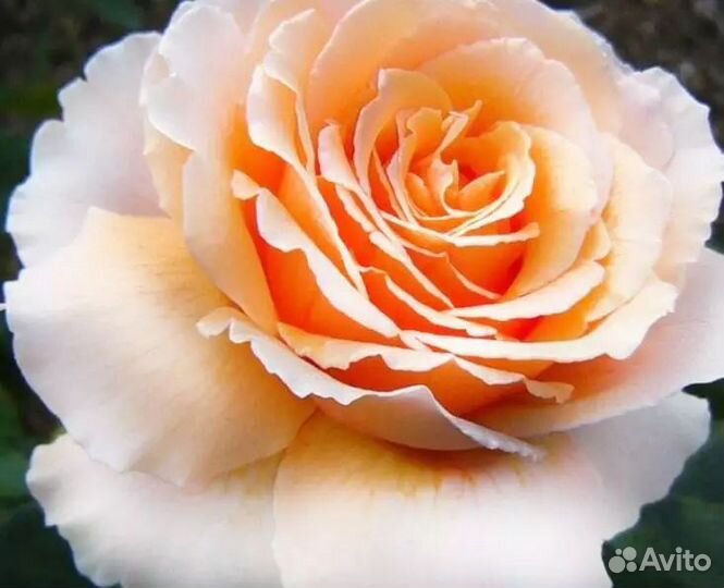 Саженцы Розы Примадонна