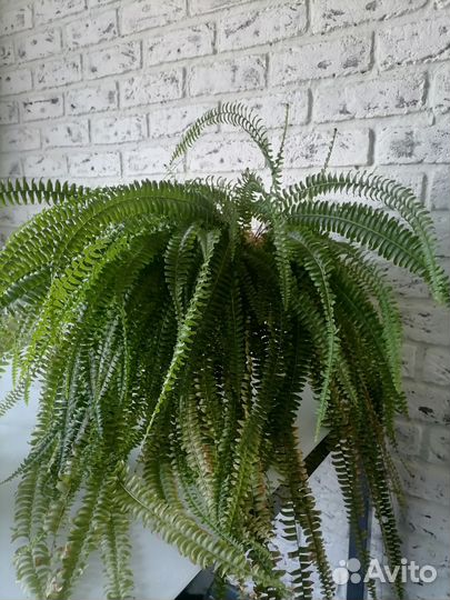 Комнатные цветы