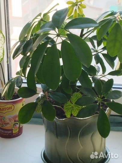 Комнатные цветы шефлера