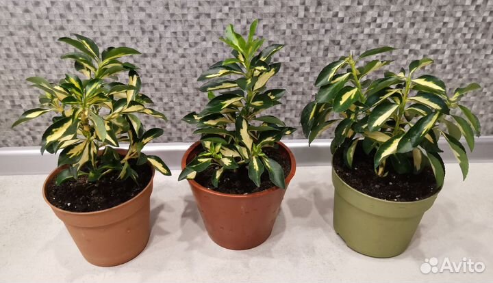 Бересклет японский