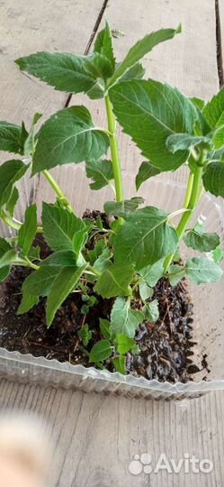 Саженцы монарды