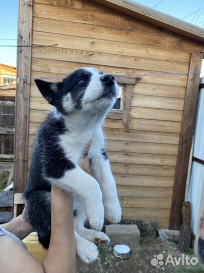 Щенки хаски