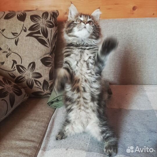 Котята мейн-кун мальчик