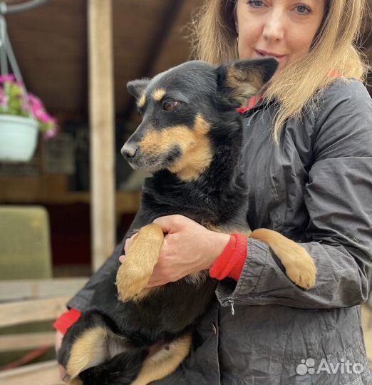 Отдаю собачку Клепу в добрые руки